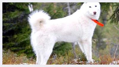 Восточносибирская лайка — всё о собаке