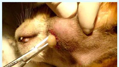 Все о когтях у кошек строение свойства возможные патологии