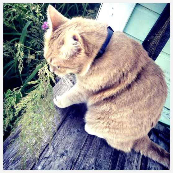 Все о правильном выгуле кошек