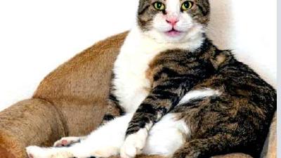 Все о правильном выгуле кошек