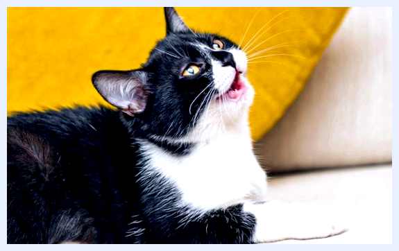 Все о правильном выгуле кошек