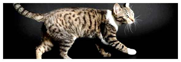 Все о правильном выгуле кошек