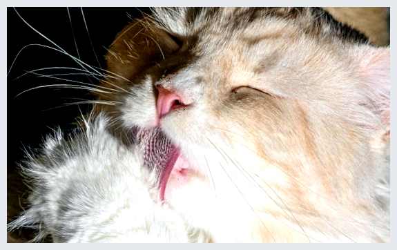 Все о правильном выгуле кошек