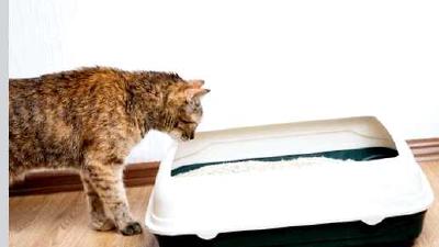 Выбираем лучший наполнитель для котят кошек и котов