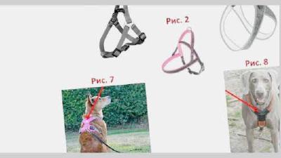 Выбор ошейника и поводка на что обратить внимание для комфорта и безопасности