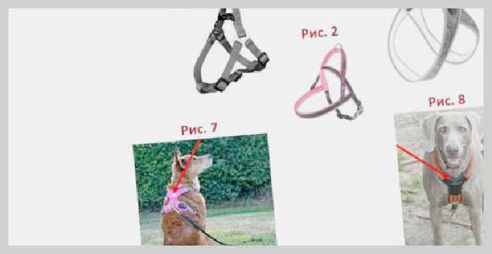 Выбор ошейника и поводка на что обратить внимание для комфорта и безопасности