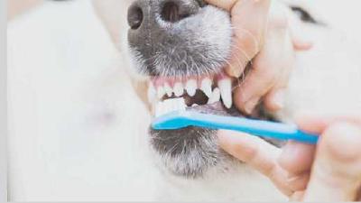 Забота о зубах собаки чистка игрушки для стоматологического здоровья и ветеринарные рекомендации