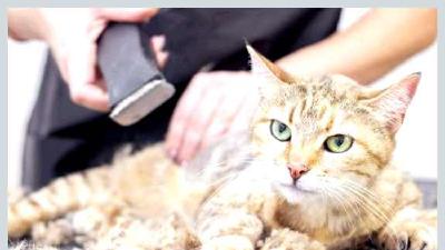 Зачем стричь кота взвешиваем все за и против