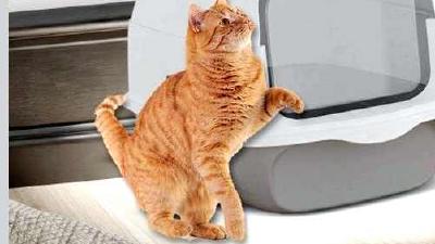 Закрытый лоток для кошек обзор чудо-приспособления