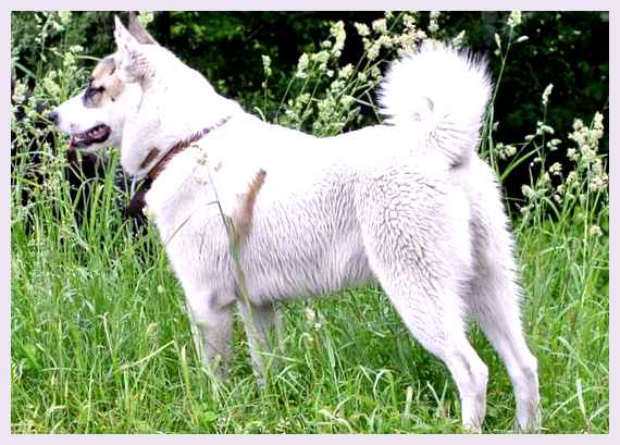 Западносибирская лайка - всё о собаке Дрессировка         Дрессировка западносибирской