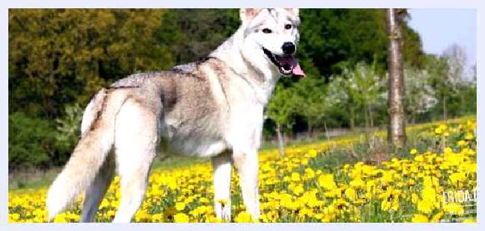 Западносибирская лайка — всё о собаке