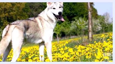 Западносибирская лайка — всё о собаке