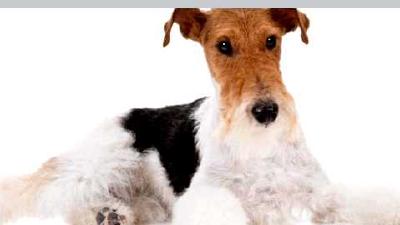 Жесткошёрстный фокстерьер — всё о собаке