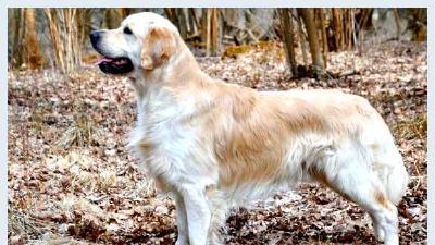 Золотистый ретривер — всё о собаке