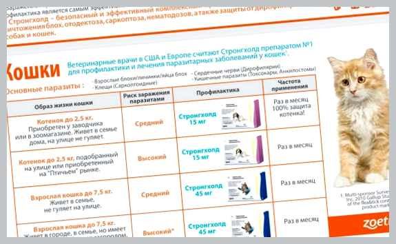 Борьба с паразитами как защитить кошку от блох и клещей