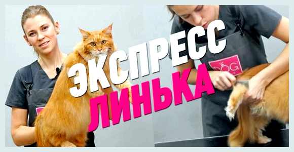 Что такое экспресс-линька для кошек  и как ее выполнить самостоятельно