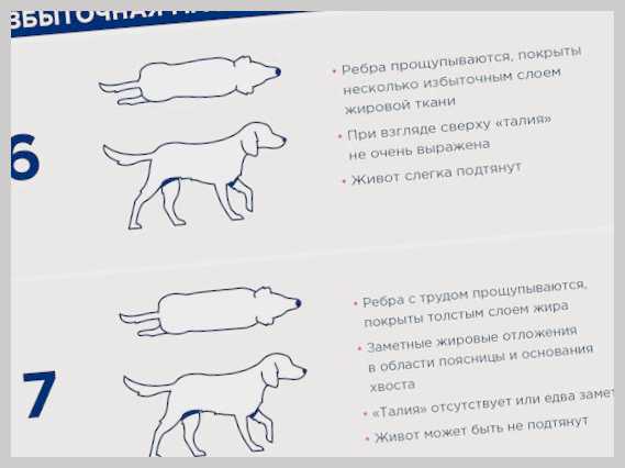 Физические упражнения для собак как поддерживать форму вашего питомца