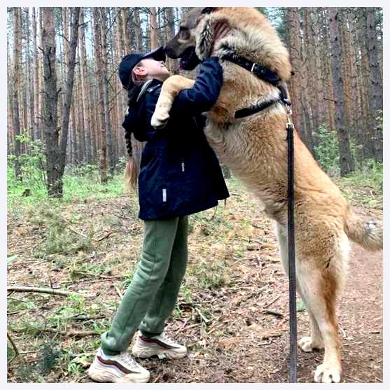 Гампр — всё о собаке