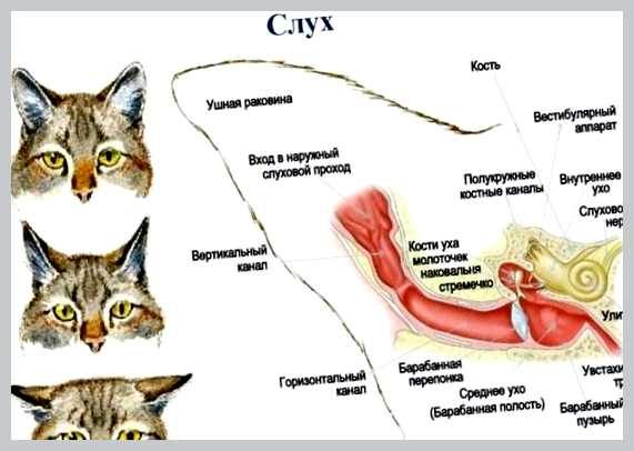 Как почистить уши кошке процедура в домашних условиях