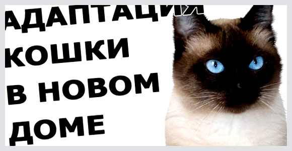 Как помочь кошке адаптироваться к новому дому советы и рекомендации