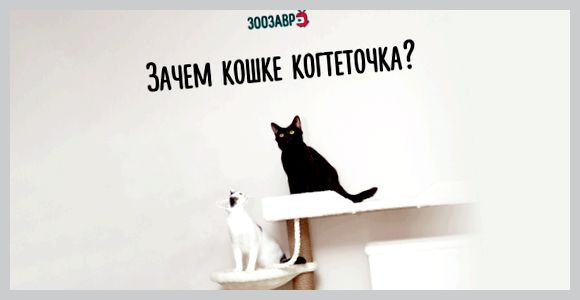 Как выбрать когтеточку для кошки виды плюсы и минусы