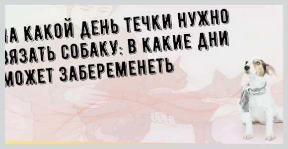 На какой день течки нужно вязать собаку