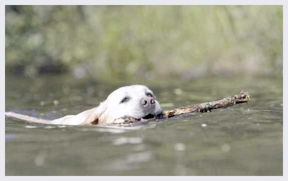 Почему собака боится воды  и как отрабатывать страх