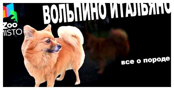 Вольпино итальяно - всё о собаке